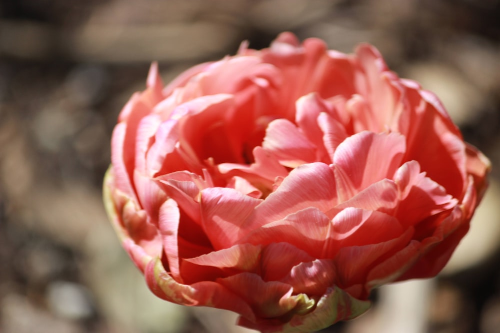 a close up of a red flower with a blurry background