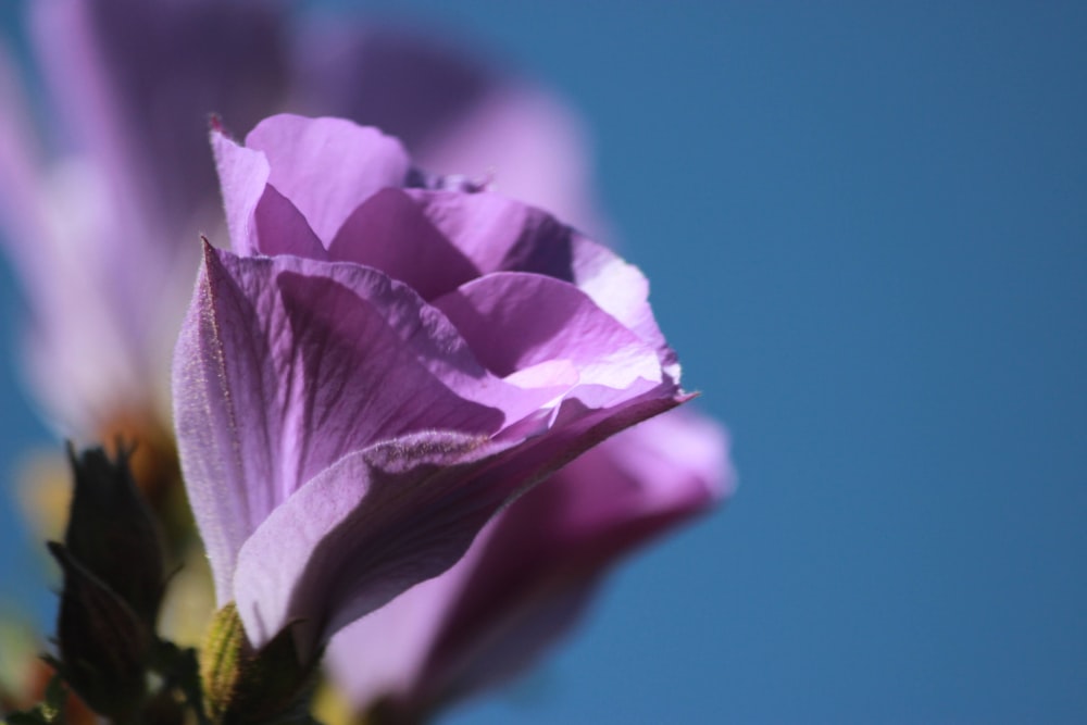 a purple flower with a blue sky in the background