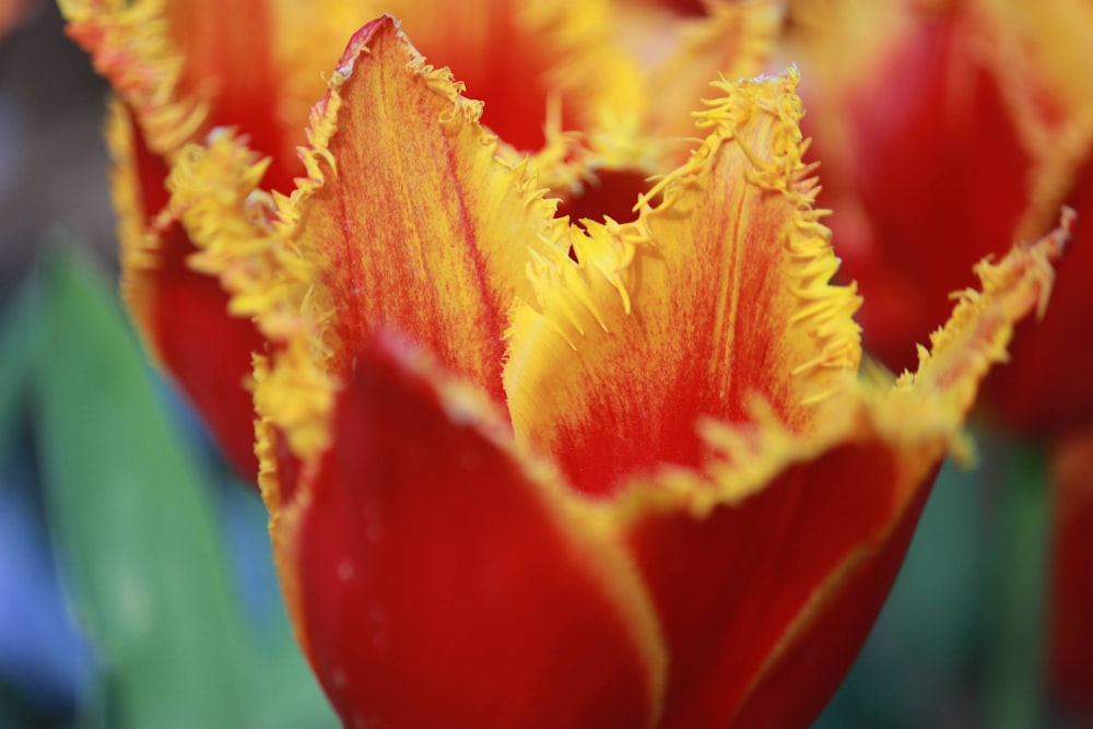 a close up of a red and yellow flower