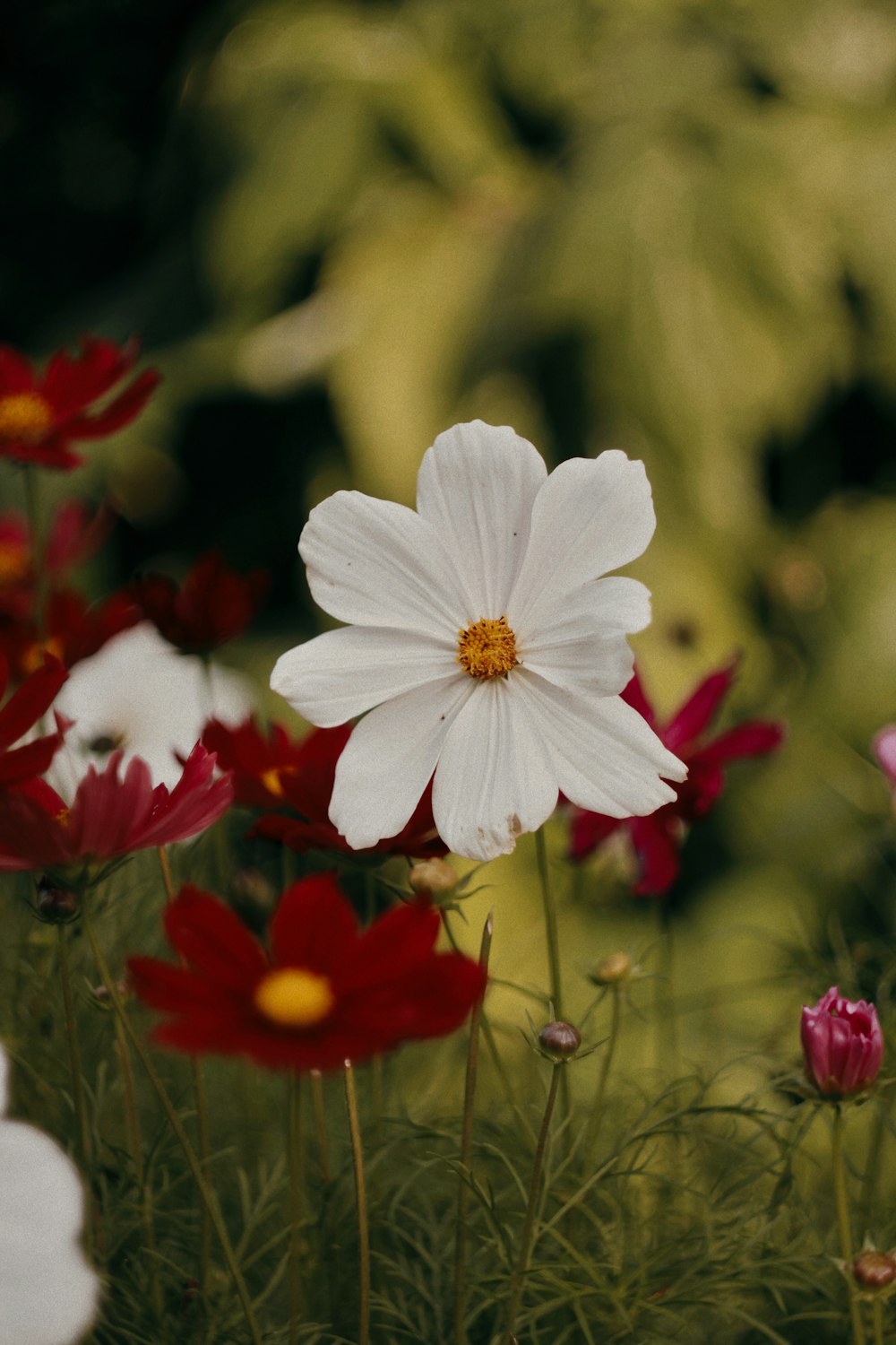 a bunch of flowers that are in the grass