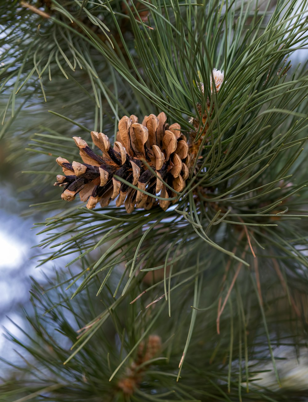 a close up of a pine cone on a pine tree