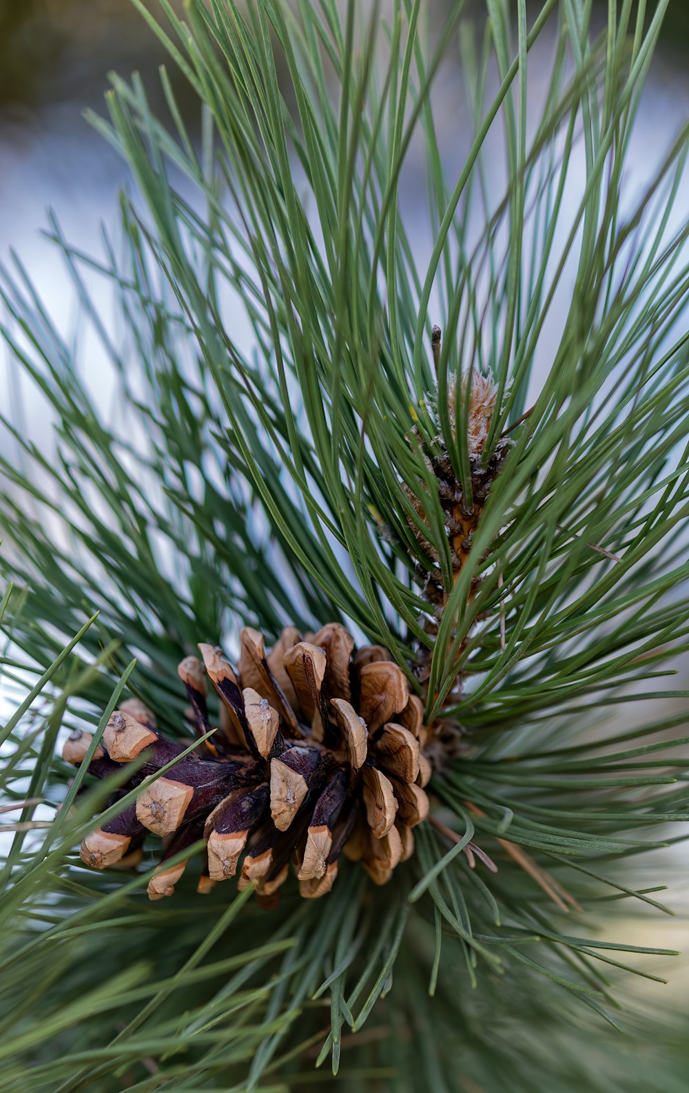 a close up of a pine cone on a pine tree