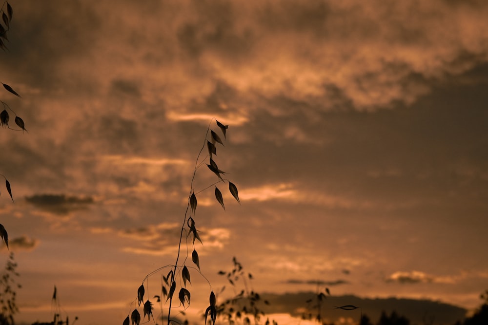 the sun is setting over a field with grass blowing in the wind