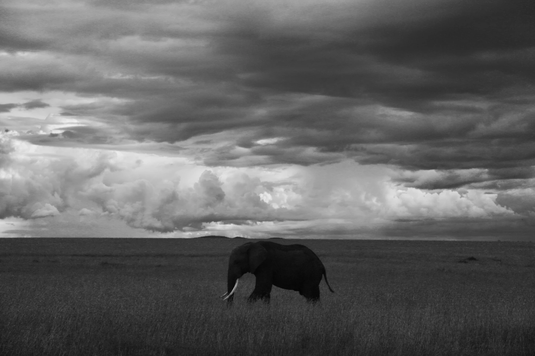 Elephant on safari in Masai Mara, Kenya