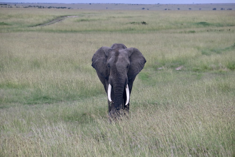 an elephant is walking through a grassy field