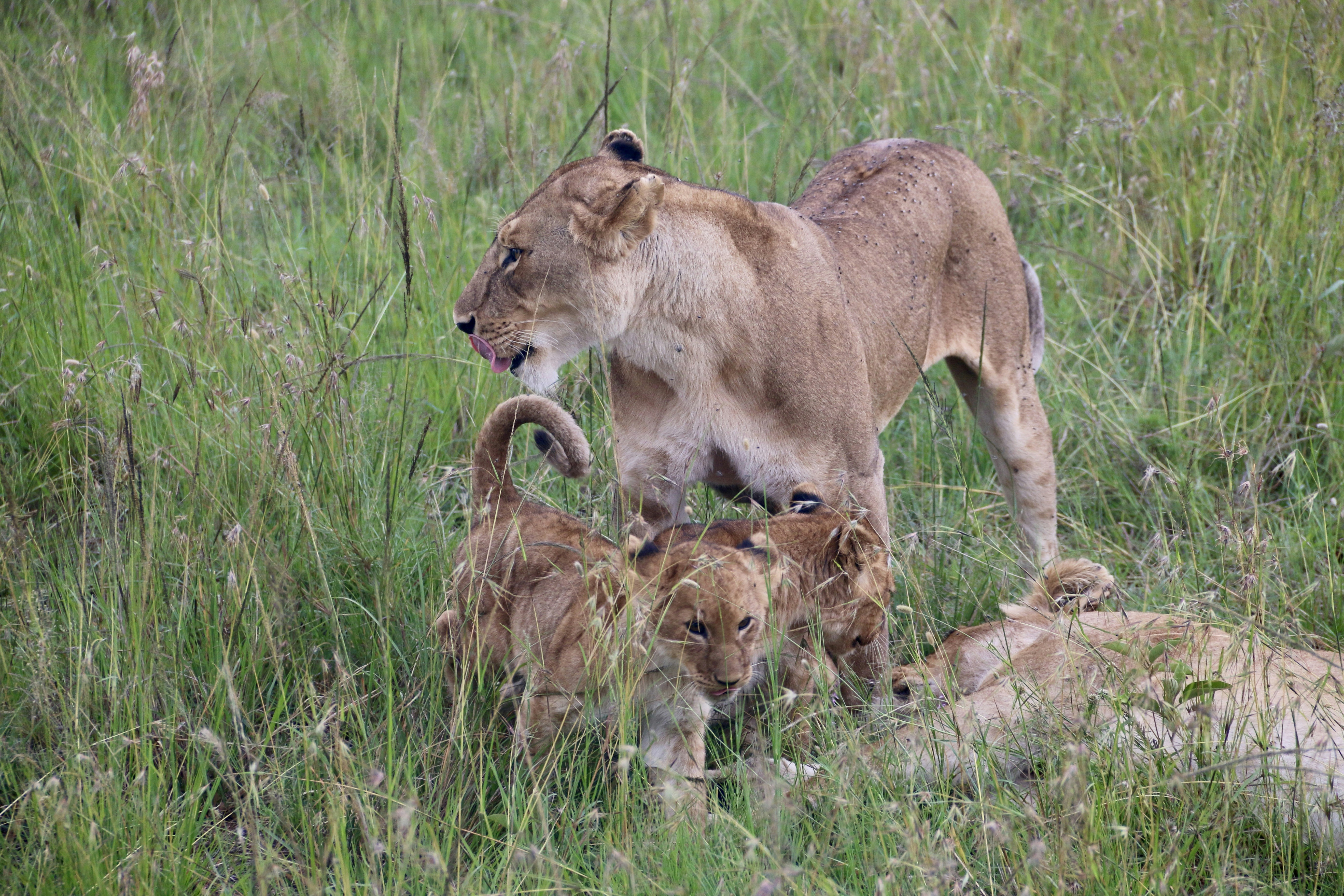 The Family Code: Cubs and Mothers (image credits: unsplash)