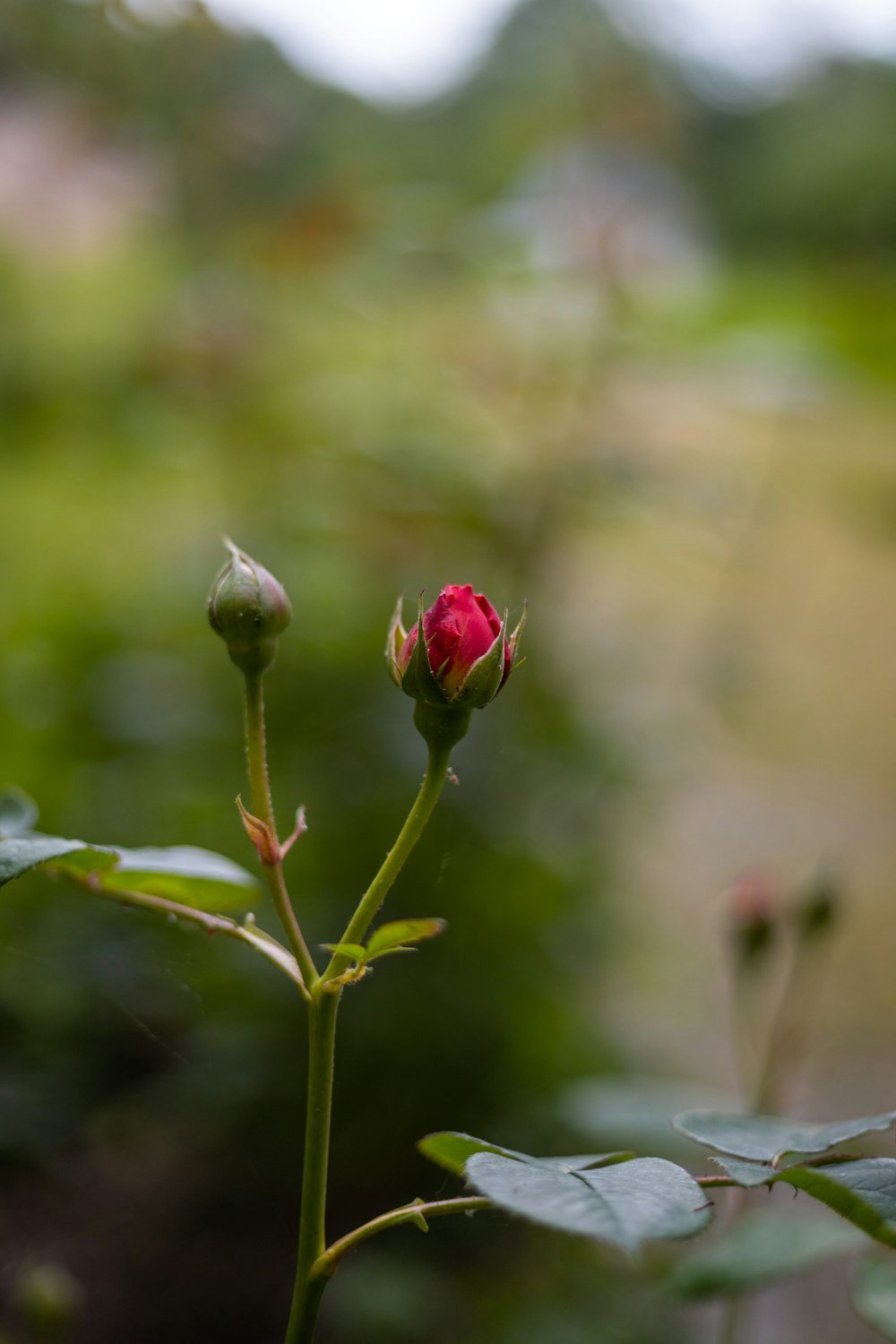 un capullo de flor rojo en un tallo verde