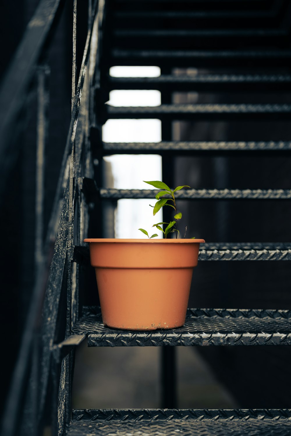 a potted plant is sitting on a set of stairs