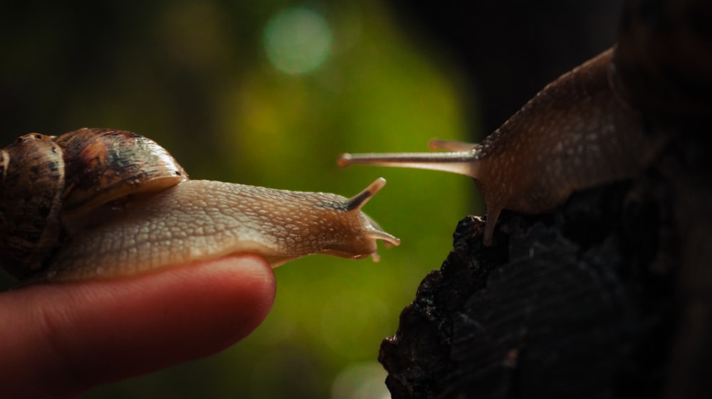 a close up of a person holding a snail