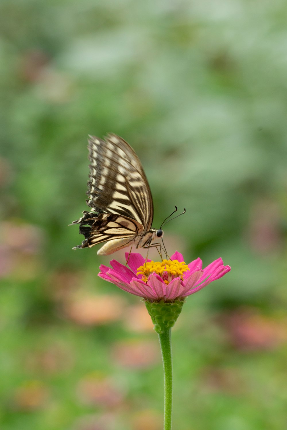 a butterfly sitting on top of a pink flower