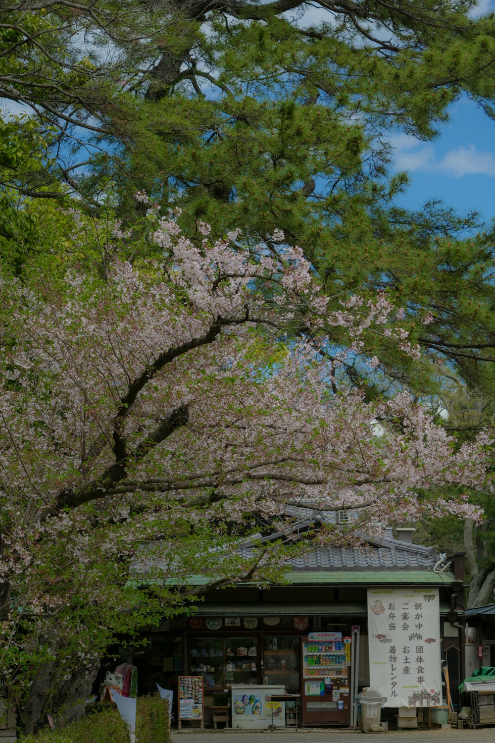 a tree with pink flowers in front of a store