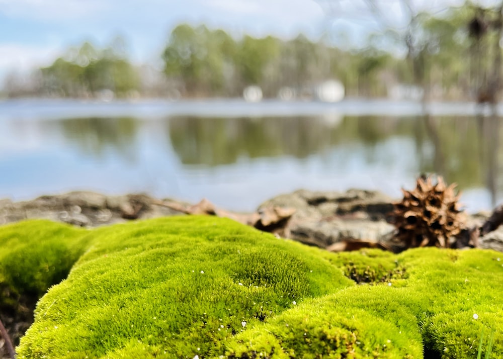 green moss growing on the rocks by the water
