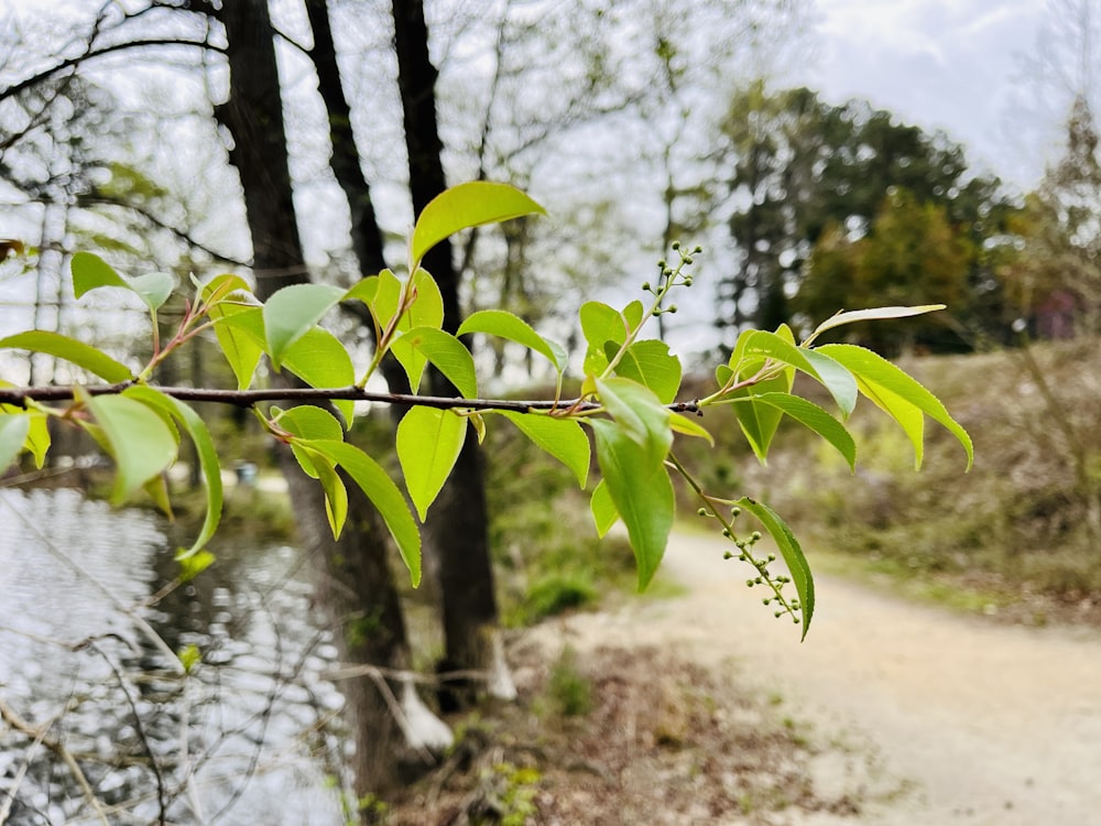 a leafy branch hanging over a body of water