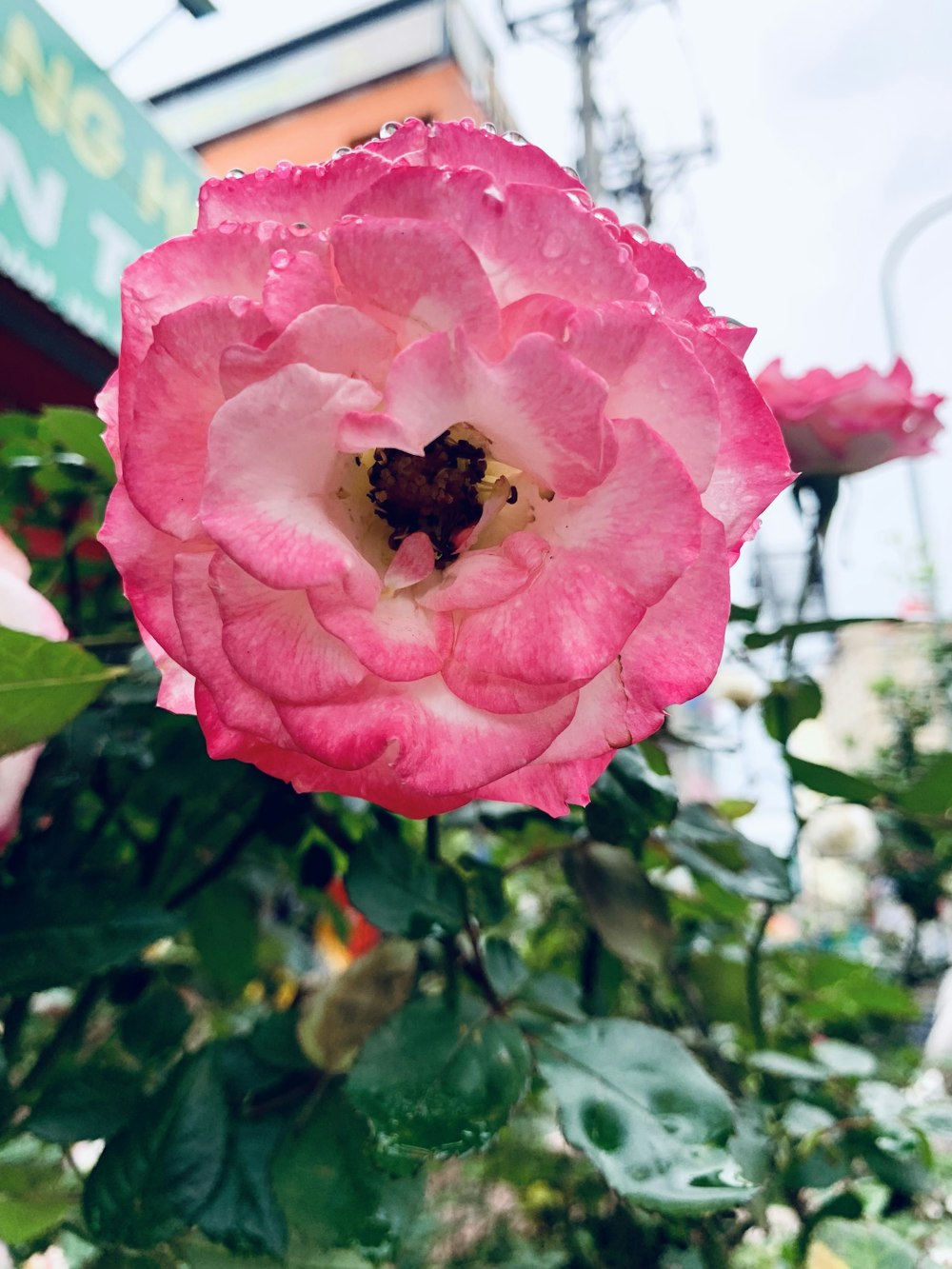 그 안에 꿀벌이 있는 분홍색 꽃