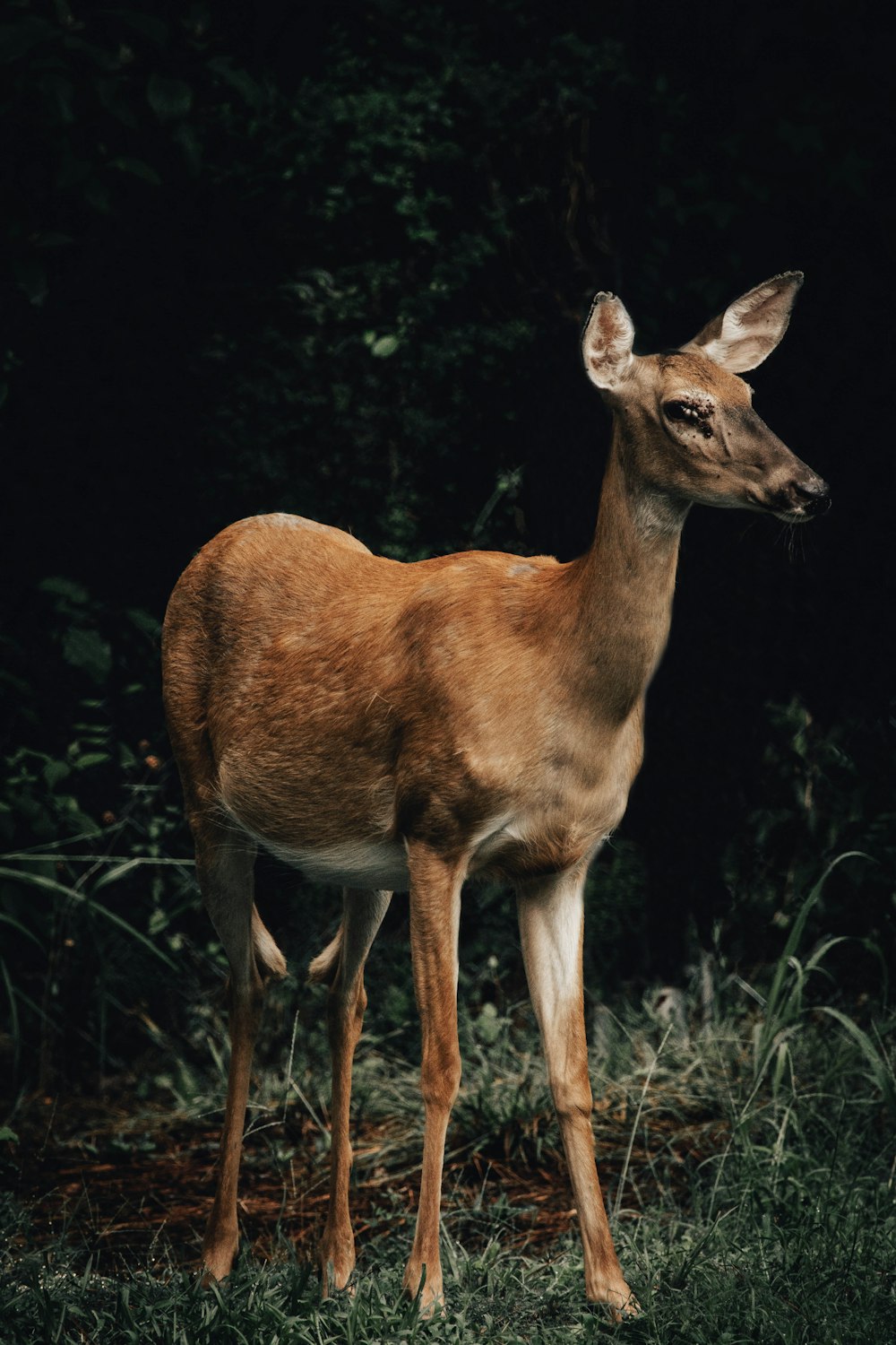 a deer standing in the grass with its mouth open