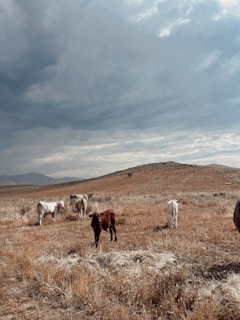 A group of cattle stands scattered on a dry, grassy plain under a large, overcast sky. The rolling hills in the background are barren with patches of scrubby vegetation. A fence lines the horizon, separating the field from distant mountains.