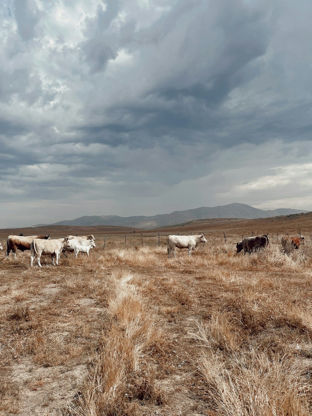 Una manada de ganado de pie en la parte superior de un campo de hierba seca