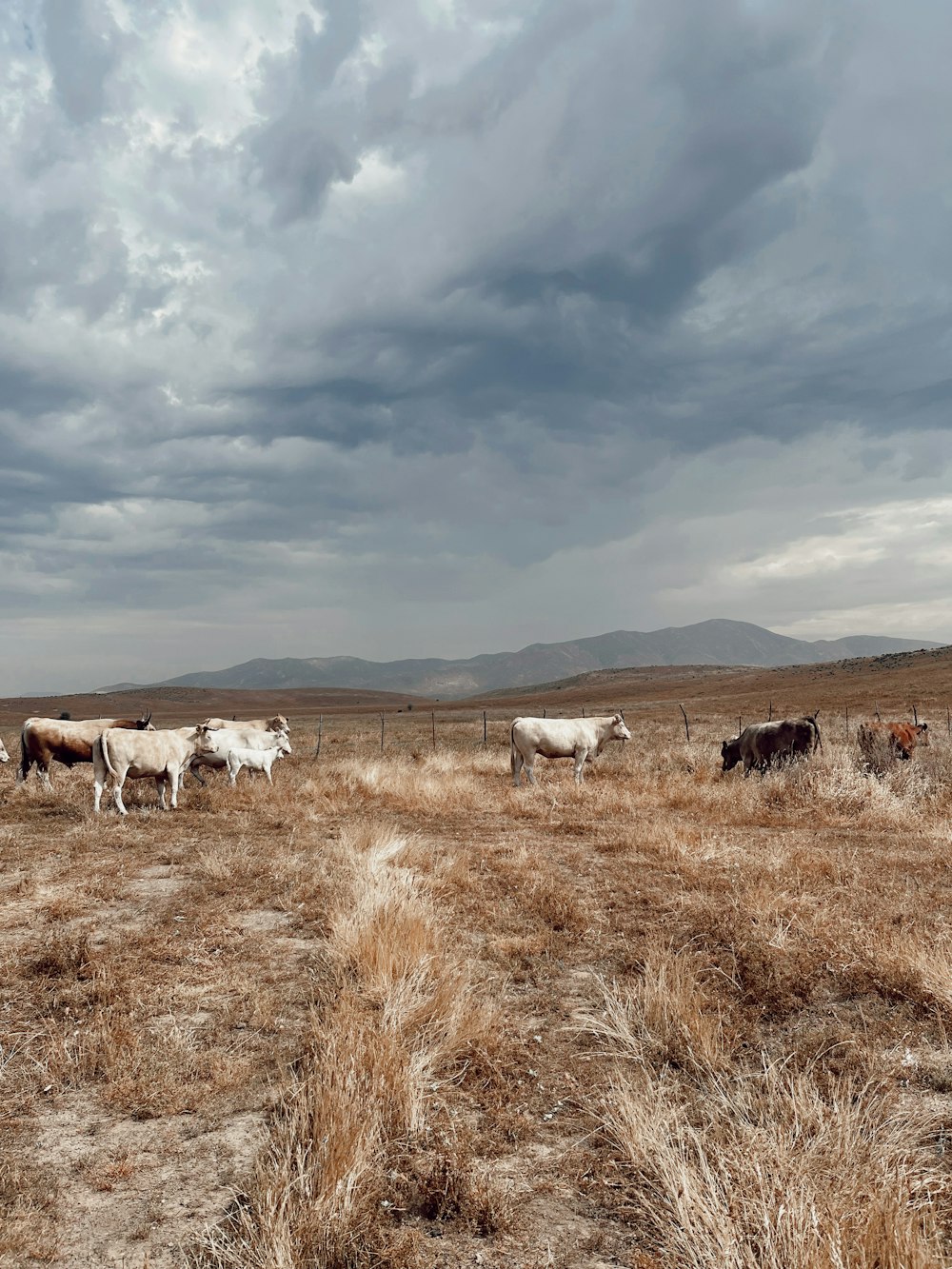 a herd of cattle standing on top of a dry grass field