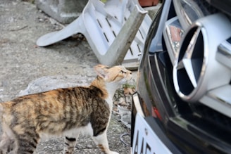 A tabby cat with white and brown fur is intently sniffing the front of a black car with a distinct logo. In the background, there is an overturned white plastic chair and some outdoor ground elements.