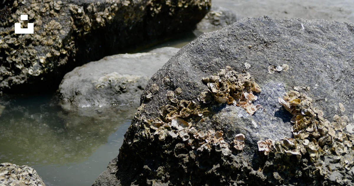 A close up of rocks on a beach near the ocean photo – Free Tybee island ...