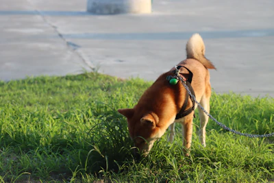 a dog sniffing the grass on a leash