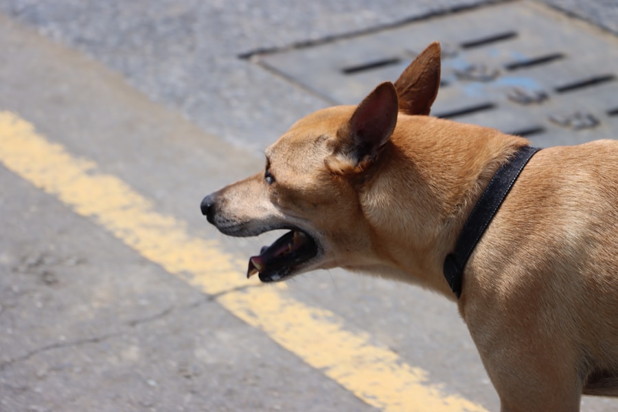 Dog Coughing: 8 Common Causes and When to See a Vet