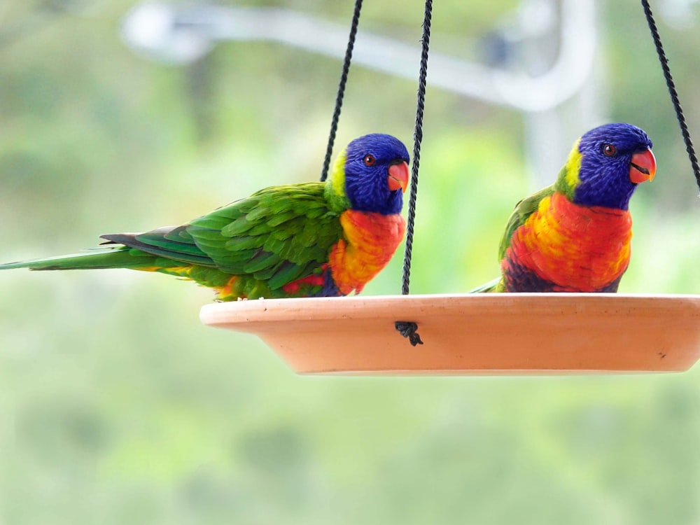 two colorful birds sitting on a bird feeder