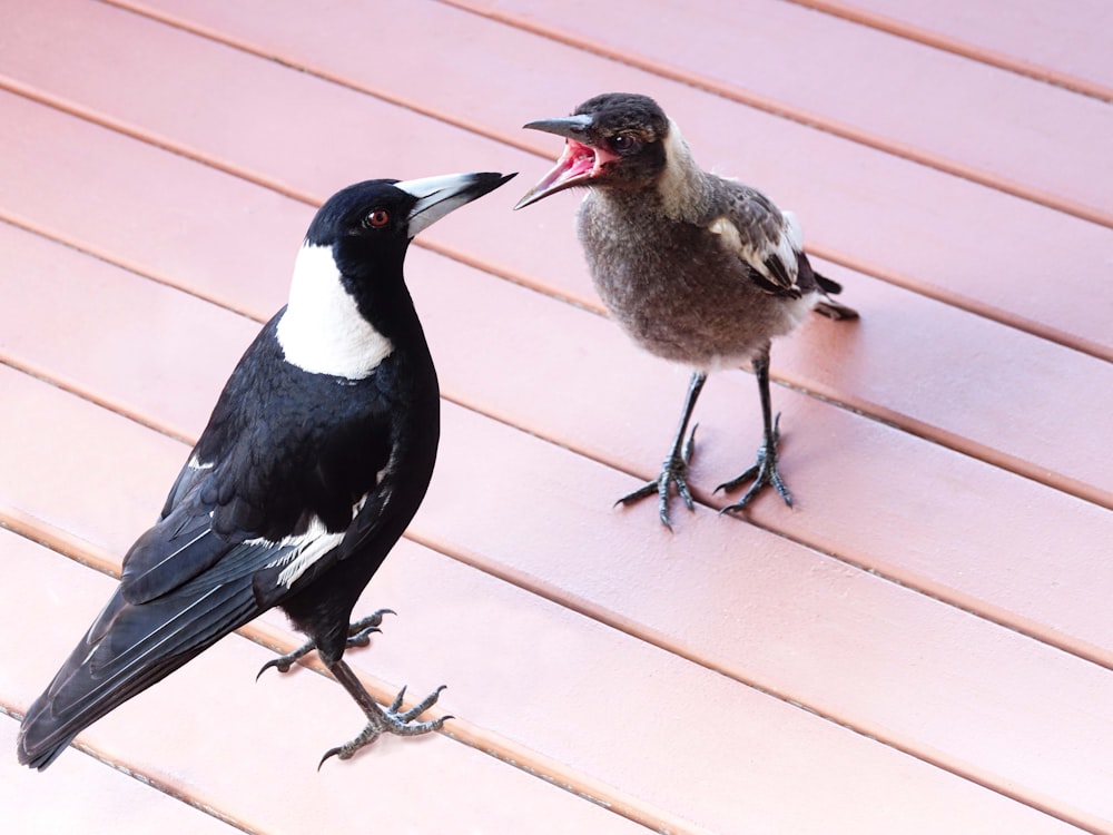 a couple of birds standing on top of a wooden floor