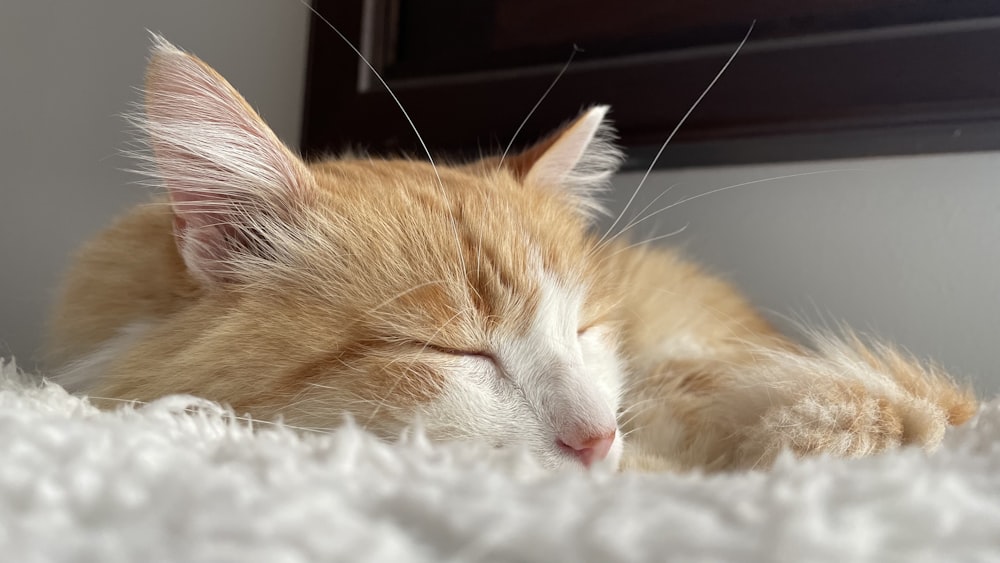 an orange and white cat sleeping on a white carpet