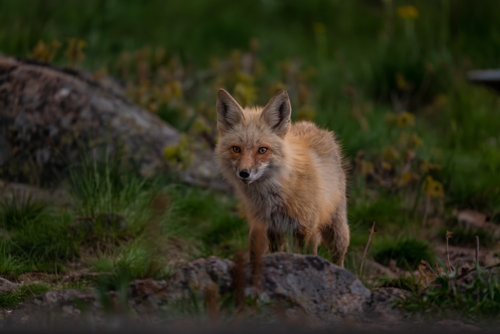 a red fox standing on top of a lush green field