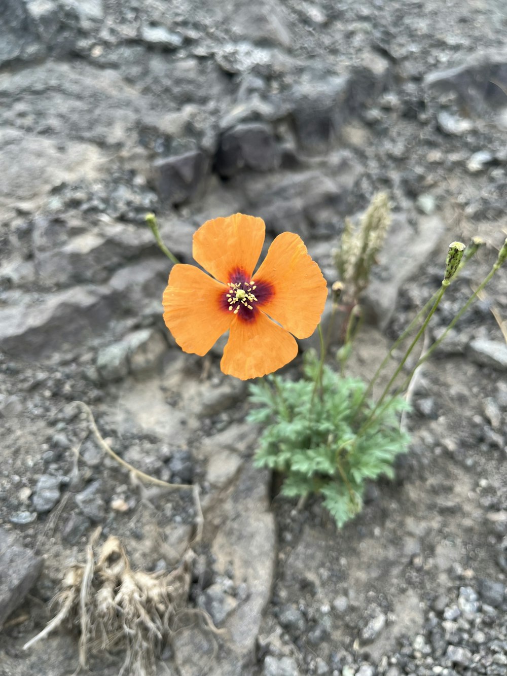 a single orange flower sitting on top of a rocky hillside