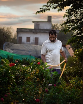 A gardener watering plants early in the morning with a hose in a lush garden