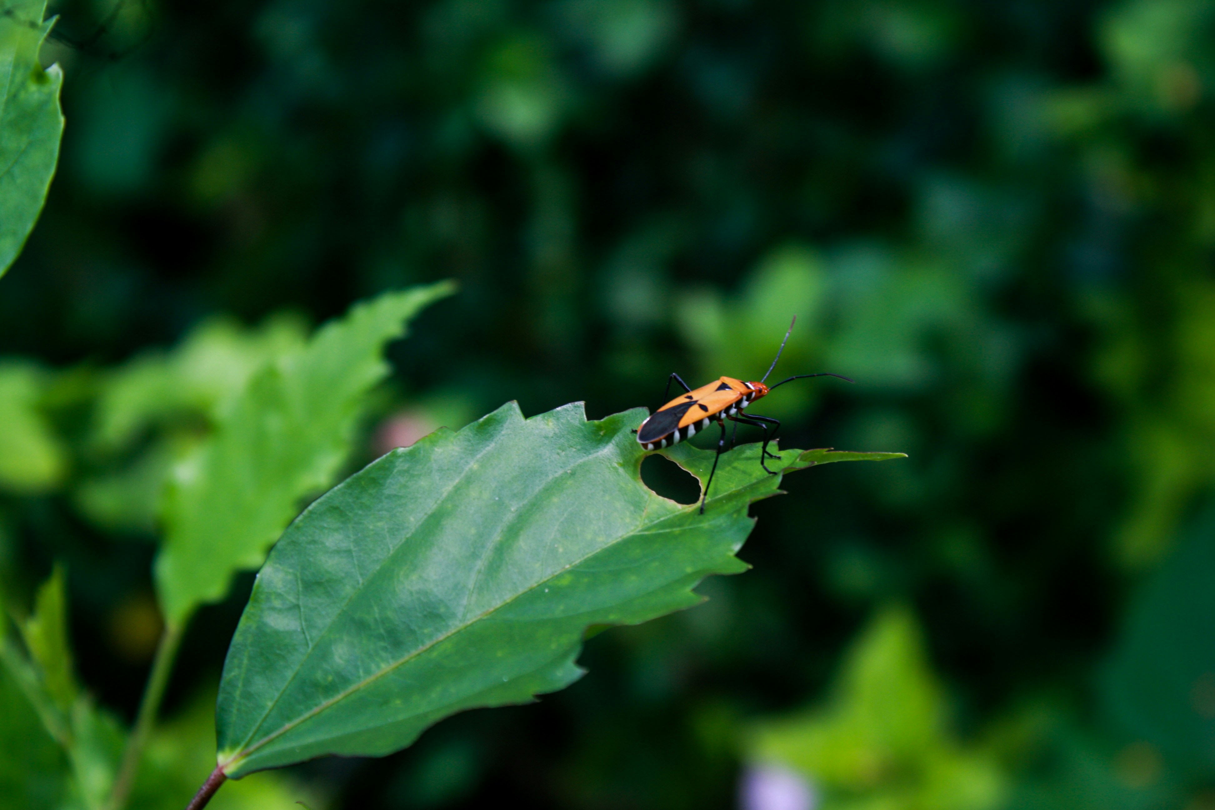 Photo by fahrizaldido18_