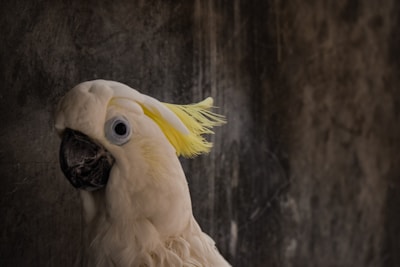 Close-up of a curious cockatoo tilting its head with bright eyes.