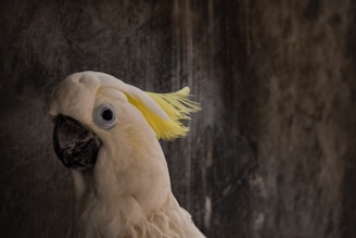 Close-up of a curious cockatoo tilting its head with bright eyes.
