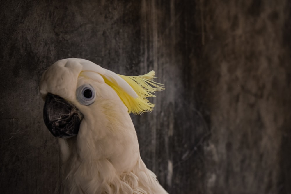 a close up of a white bird with a yellow mohawk