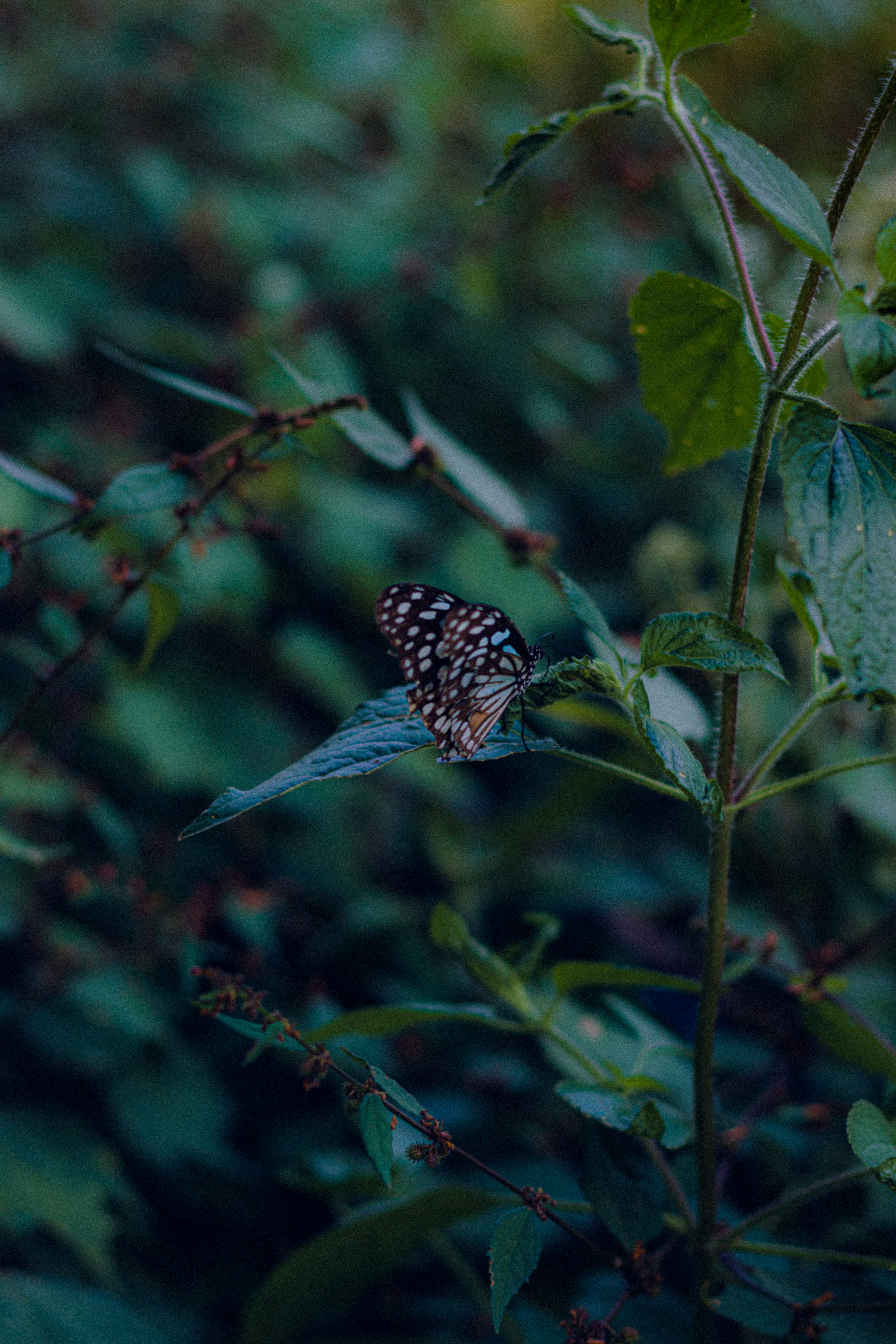 Photo by dhilipantony