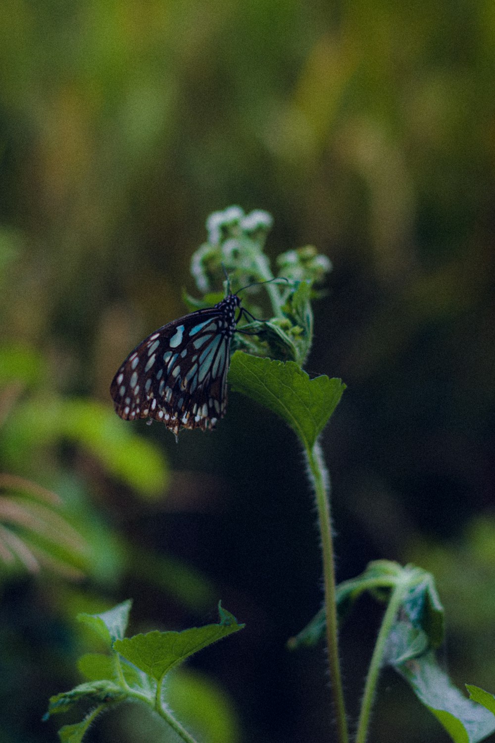 a butterfly sitting on top of a green leaf