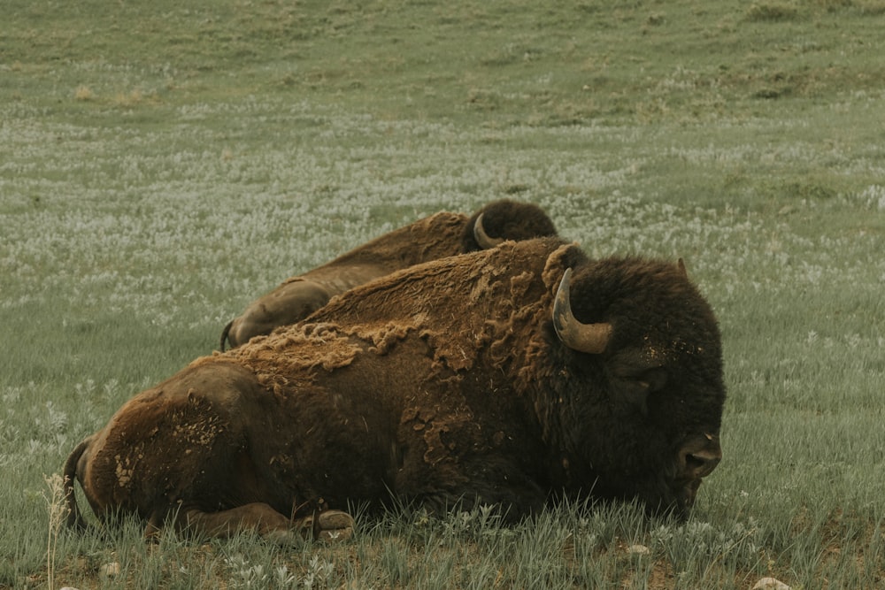 a large bison laying down in a field