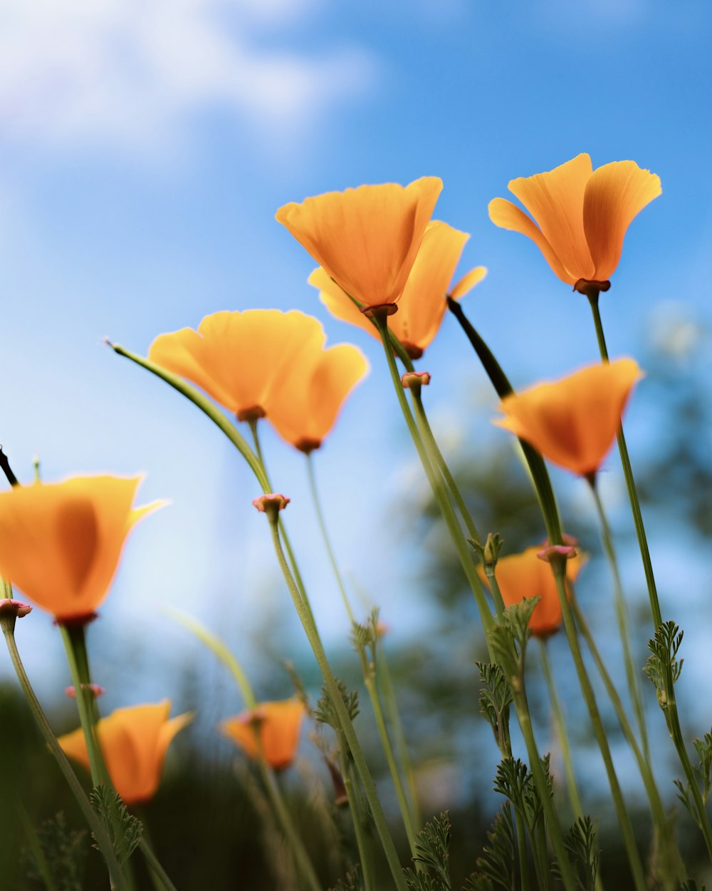 a group of orange flowers with a blue sky in the background
