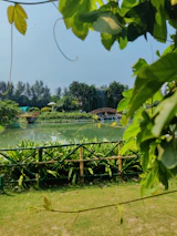 Tranquil garden area surrounded by native trees and natural landscaping.