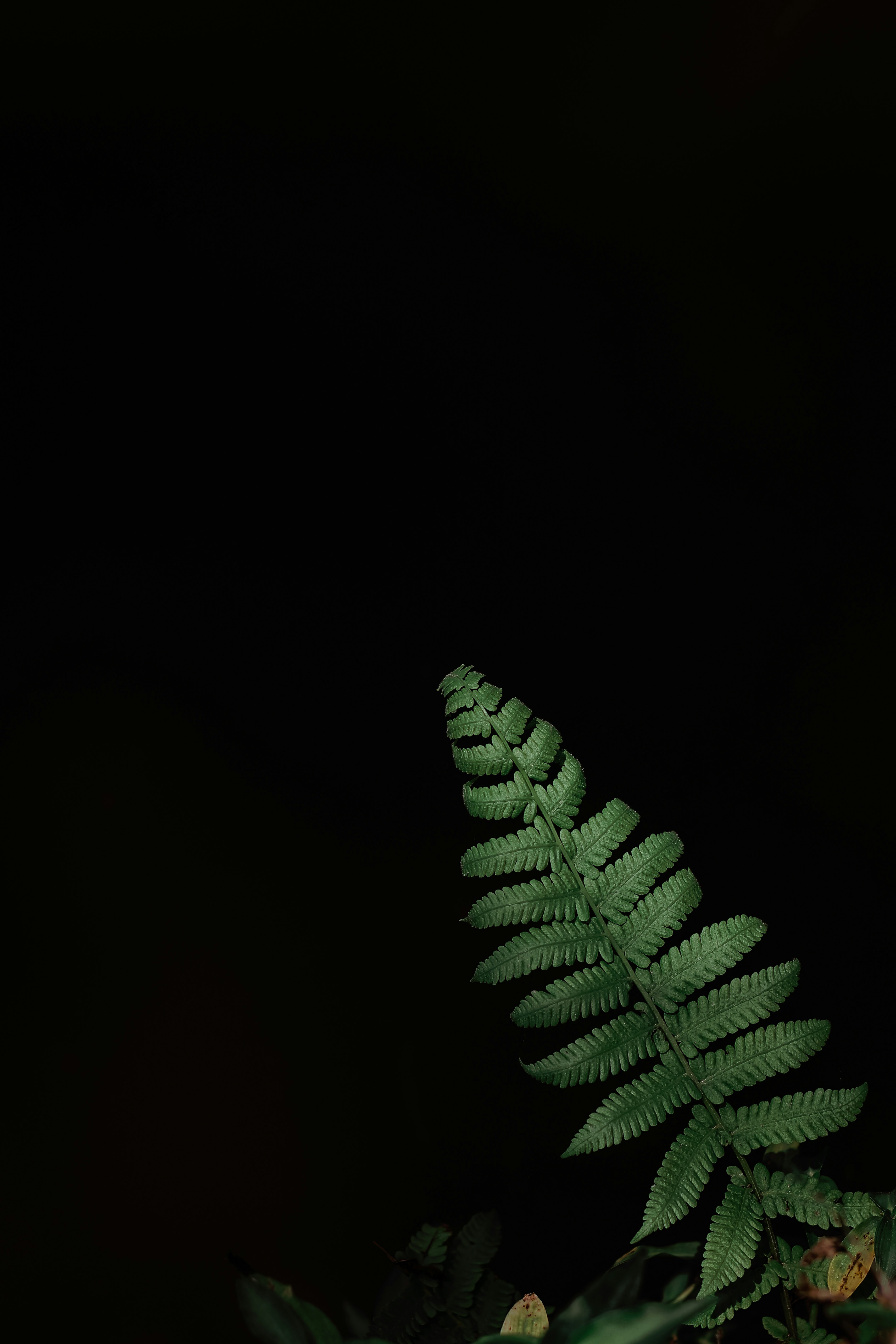 green botanical wallpaper, wallpaper, Centella Asiatica for Pimples: Soothing Relief & Clear Skin 2