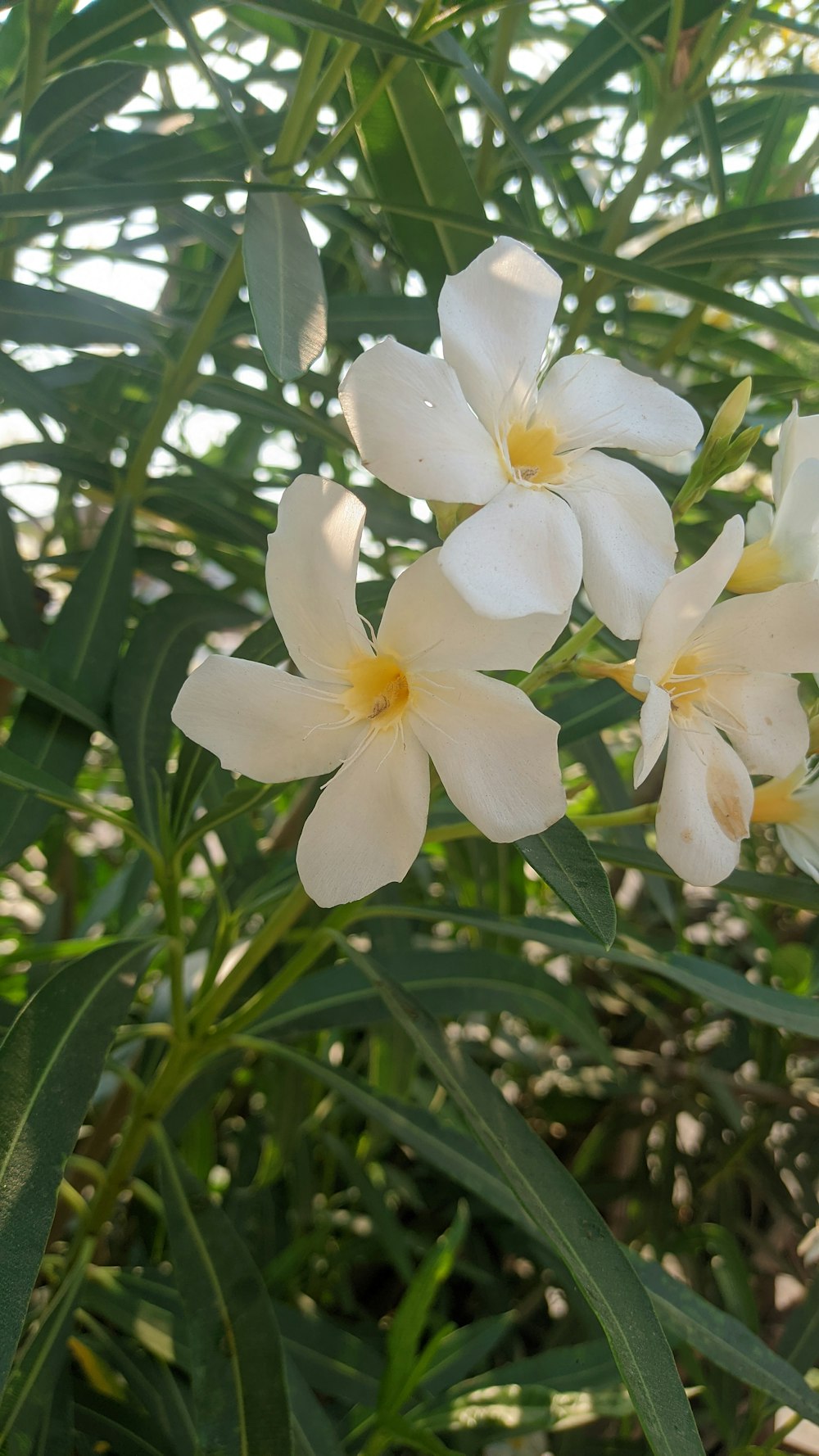 a group of white flowers with green leaves