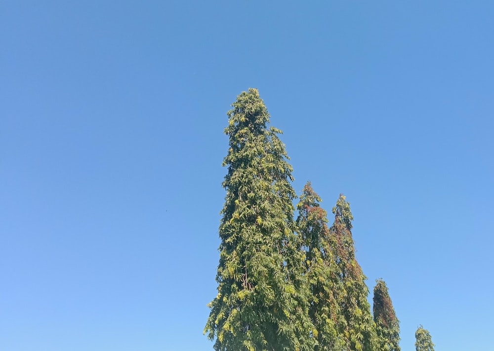 a group of trees that are next to each other