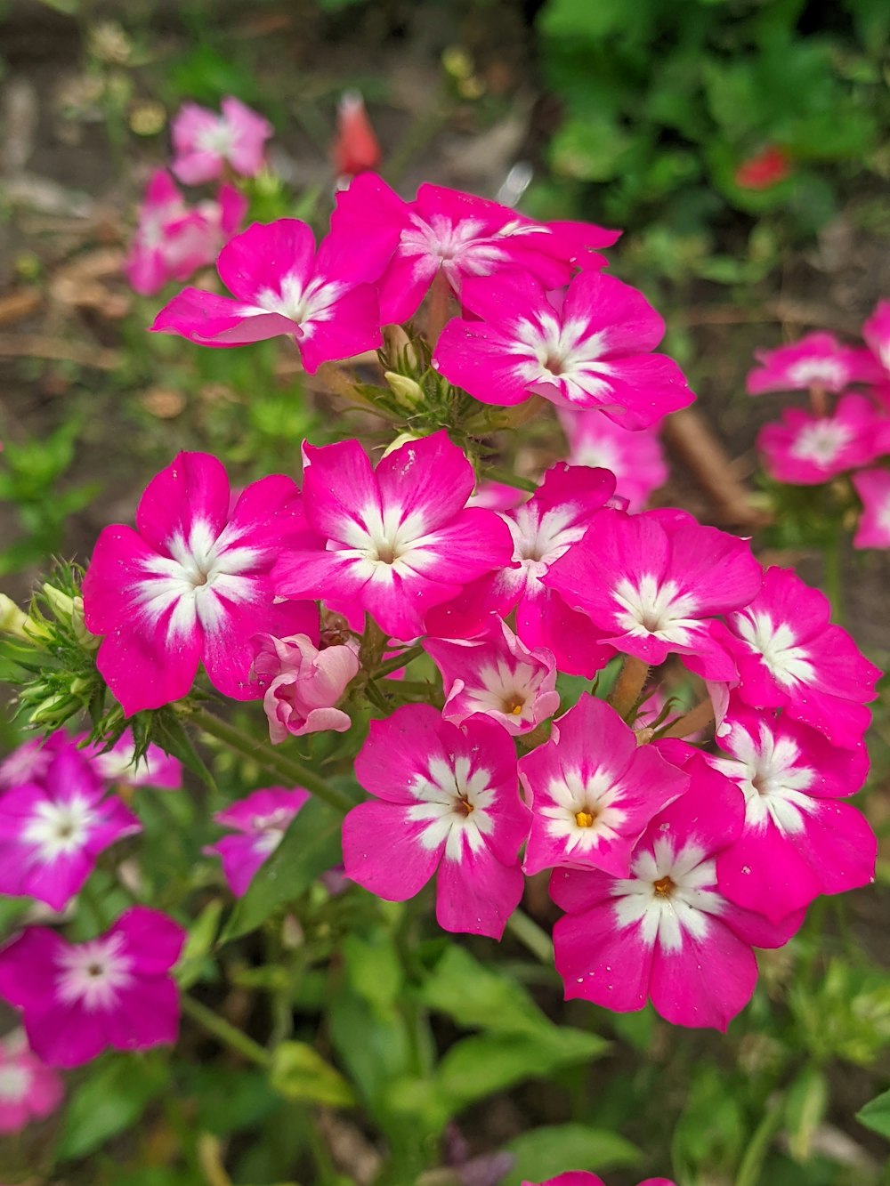 정원에 분홍색과 흰색 꽃이 잔뜩 있다