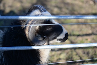A side view of a ram with large curved horns looking through metal bars. The ram has a black and white coat, and the background is blurred, suggesting an outdoor environment.
