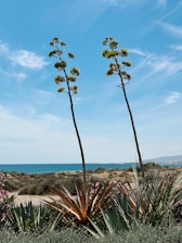 a couple of plants that are by the water