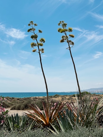 a couple of plants that are by the water