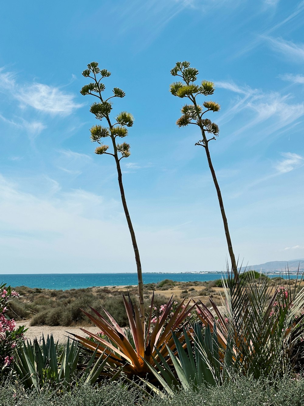 Un par de plantas que están junto al agua