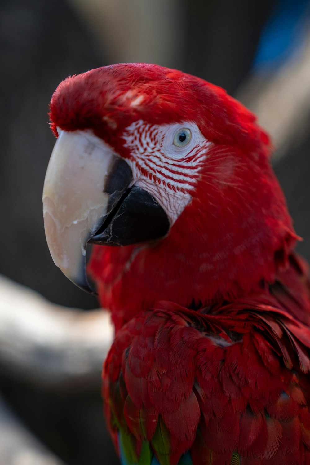 a close up of a parrot on a branch